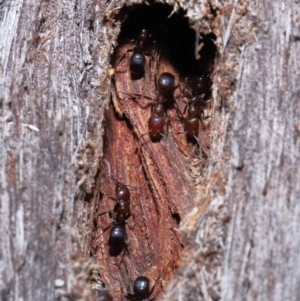 Papyrius nitidus at Acton, ACT - suppressed