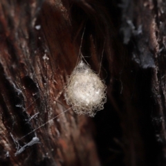 Australomimetus sp. (genus) (Unidentified Pirate spider) at Acton, ACT - 10 Jun 2022 by TimL