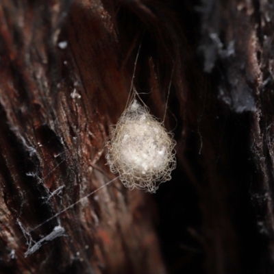 Australomimetus sp. (genus) (Unidentified Pirate spider) at Acton, ACT - 10 Jun 2022 by TimL