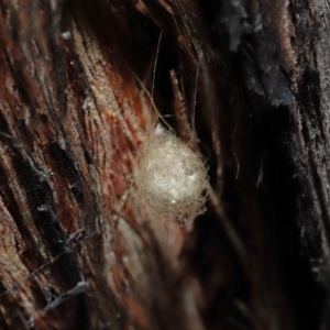 Australomimetus sp. (genus) at Acton, ACT - 10 Jun 2022