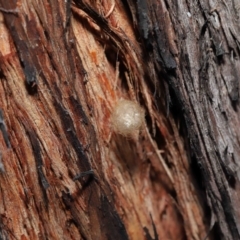 Australomimetus sp. (genus) at Acton, ACT - 10 Jun 2022