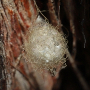 Australomimetus sp. (genus) at Acton, ACT - 10 Jun 2022