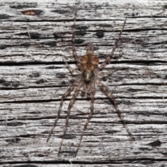 Tamopsis sp. (genus) at Evatt, ACT - 9 Jun 2022 01:40 PM