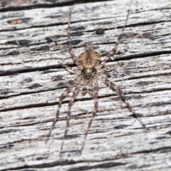 Tamopsis sp. (genus) at Evatt, ACT - 9 Jun 2022