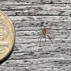 Tamopsis sp. (genus) at Evatt, ACT - 9 Jun 2022 01:40 PM