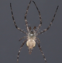 Tamopsis sp. (genus) at Evatt, ACT - 9 Jun 2022 01:40 PM