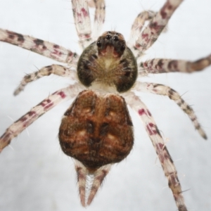 Tamopsis sp. (genus) at Evatt, ACT - 9 Jun 2022