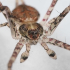 Tamopsis sp. (genus) at Evatt, ACT - 9 Jun 2022