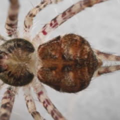 Tamopsis sp. (genus) at Evatt, ACT - 9 Jun 2022