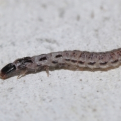 Staphylinidae (family) (Rove beetle) at Acton, ACT - 10 Jun 2022 by TimL