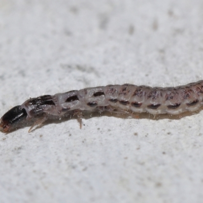 Staphylinidae (family) (Rove beetle) at ANBG - 10 Jun 2022 by TimL