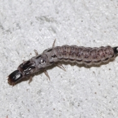 Staphylinidae (family) at ANBG - 10 Jun 2022