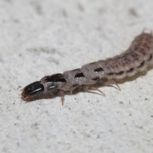 Staphylinidae (family) at ANBG - 10 Jun 2022