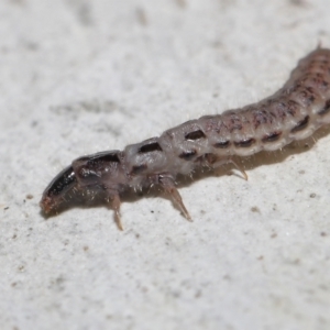 Staphylinidae (family) at ANBG - 10 Jun 2022