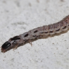 Staphylinidae (family) at ANBG - 10 Jun 2022