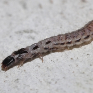 Staphylinidae (family) at ANBG - 10 Jun 2022