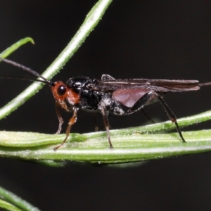 Braconidae (family) at Acton, ACT - 10 Jun 2022