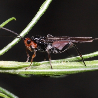 Braconidae (family) (Unidentified braconid wasp) at ANBG - 10 Jun 2022 by TimL