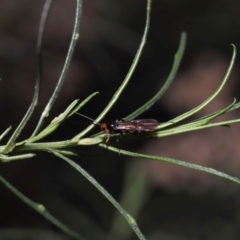 Braconidae (family) at Acton, ACT - 10 Jun 2022