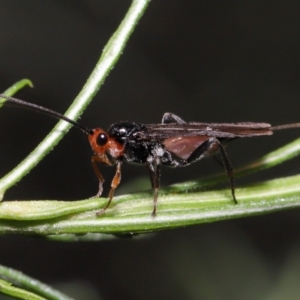 Braconidae (family) at Acton, ACT - 10 Jun 2022