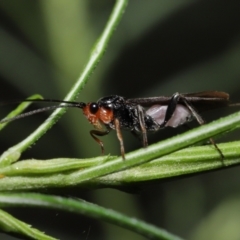 Braconidae sp. (family) at Acton, ACT - 10 Jun 2022