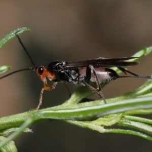 Braconidae (family) at Acton, ACT - 10 Jun 2022