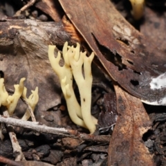 Ramaria sp. (A Coral fungus) at Acton, ACT - 10 Jun 2022 by TimL