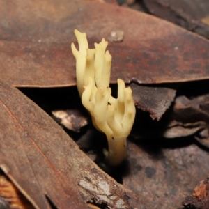 Ramaria sp. at Acton, ACT - 10 Jun 2022 12:29 PM