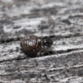 Symphypleona sp. (order) at Evatt, ACT - 10 Jun 2022