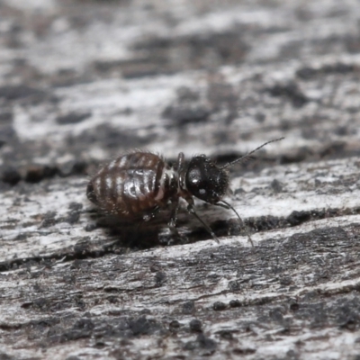 Symphypleona sp. (order) (Globular springtail) at Evatt, ACT - 10 Jun 2022 by TimL