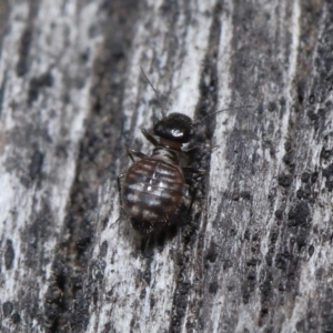 Symphypleona sp. (order) at Evatt, ACT - 10 Jun 2022 02:58 PM