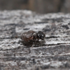 Symphypleona sp. (order) at Evatt, ACT - 10 Jun 2022