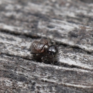 Symphypleona sp. (order) at Evatt, ACT - 10 Jun 2022