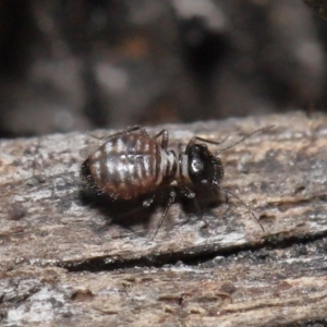 Symphypleona sp. (order) at Evatt, ACT - 10 Jun 2022