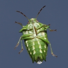 Morna florens (Shield bug) at Evatt, ACT - 14 Jun 2022 by TimL