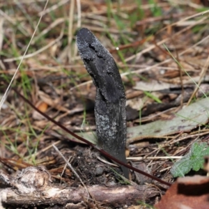 Drechmeria gunnii at Paddys River, ACT - 15 Jun 2022