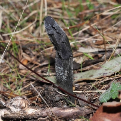 Drechmeria gunnii (Dark Vegetable Caterpillar) at Birrigai - 15 Jun 2022 by TimL