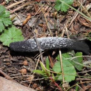 Drechmeria gunnii at Paddys River, ACT - 15 Jun 2022