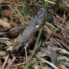 Drechmeria gunnii at Paddys River, ACT - 15 Jun 2022