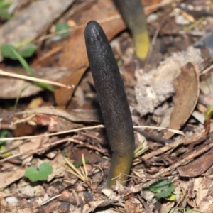 Drechmeria gunnii at Paddys River, ACT - 15 Jun 2022