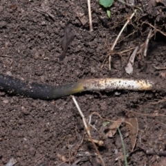 Drechmeria gunnii at Paddys River, ACT - 15 Jun 2022