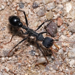 Myrmecia tarsata at Paddys River, ACT - 15 Jun 2022