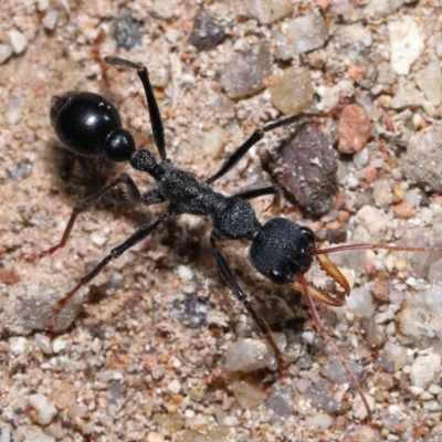 Myrmecia tarsata (Bull ant or Bulldog ant) at Tidbinbilla Nature Reserve - 15 Jun 2022 by TimL