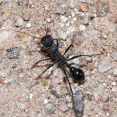 Myrmecia tarsata at Paddys River, ACT - 15 Jun 2022 12:27 PM