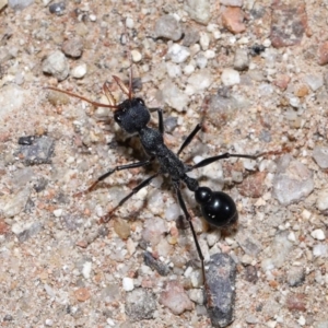 Myrmecia tarsata at Paddys River, ACT - 15 Jun 2022