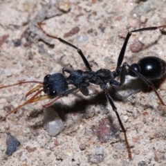 Myrmecia tarsata at Paddys River, ACT - 15 Jun 2022