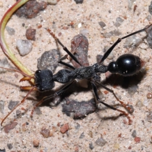 Myrmecia tarsata at Paddys River, ACT - 15 Jun 2022