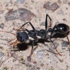 Myrmecia tarsata at Paddys River, ACT - 15 Jun 2022