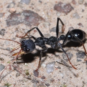 Myrmecia tarsata at Paddys River, ACT - 15 Jun 2022 12:27 PM