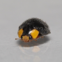 Apolinus lividigaster (Yellow Shouldered Ladybird) at Evatt, ACT - 10 Jun 2022 by TimL